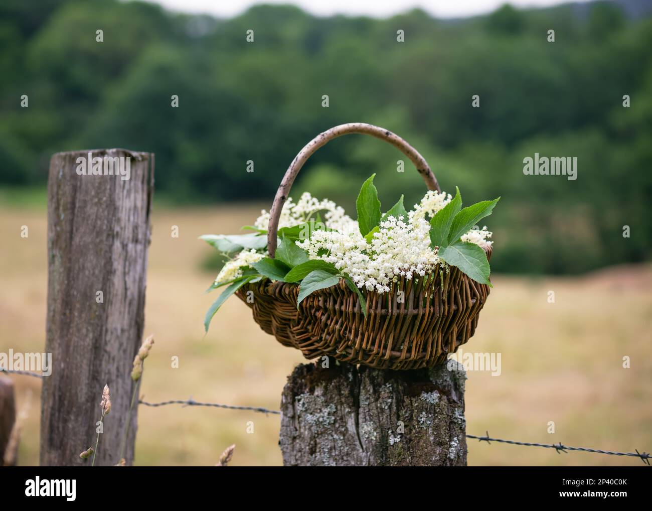 Fleurs noires fraîchement récoltées dans un panier rustique en osier sur un ancien poste de clôture en bois. Mise au point sélective. (Sambucus nigra) Banque D'Images