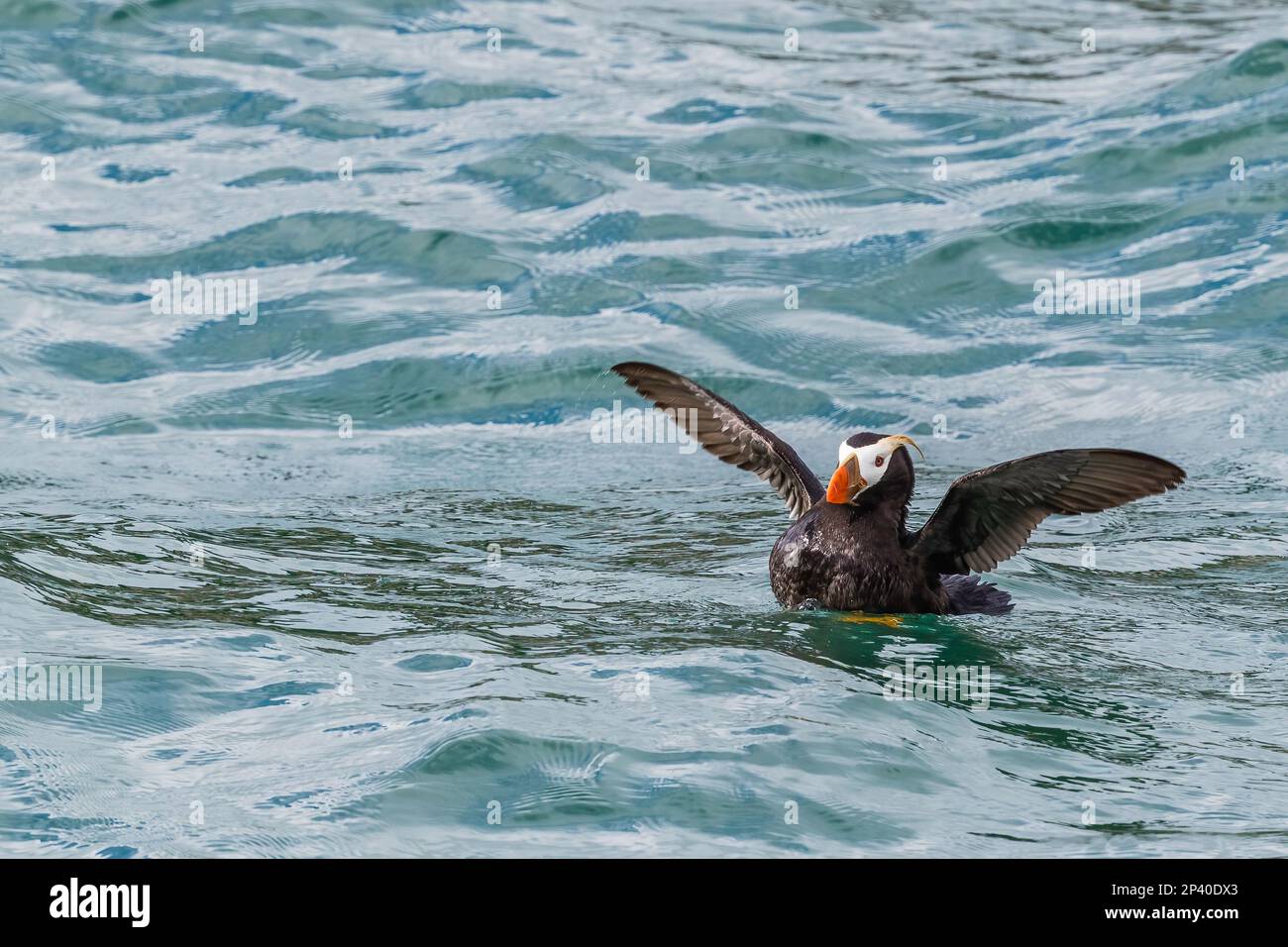 Macareux touffés adultes, Fratercula cirrhota, sur l'eau dans les îles de marbre du Sud, au sud-est de l'Alaska, aux États-Unis. Banque D'Images