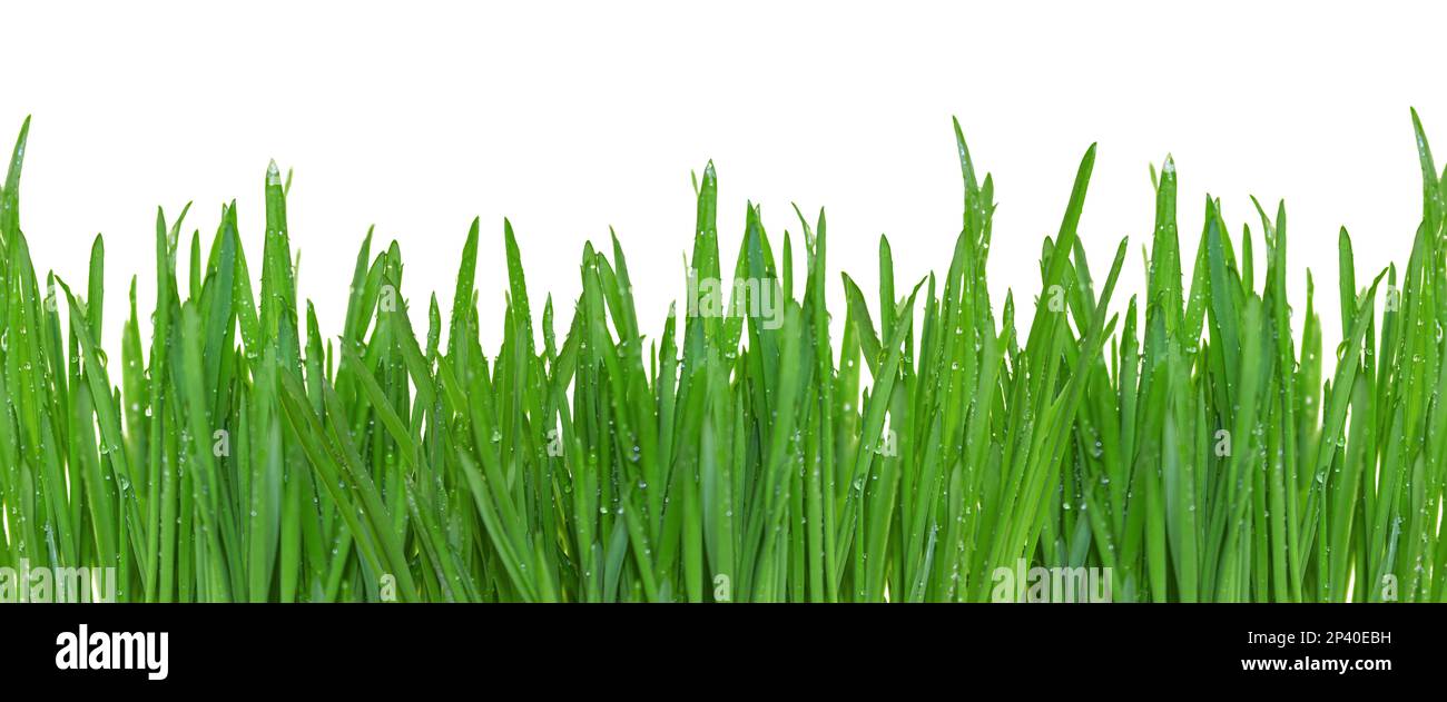 Bordure d'herbe verte isolée sur fond transparent. Bordure horizontale de l'herbe. Banque D'Images
