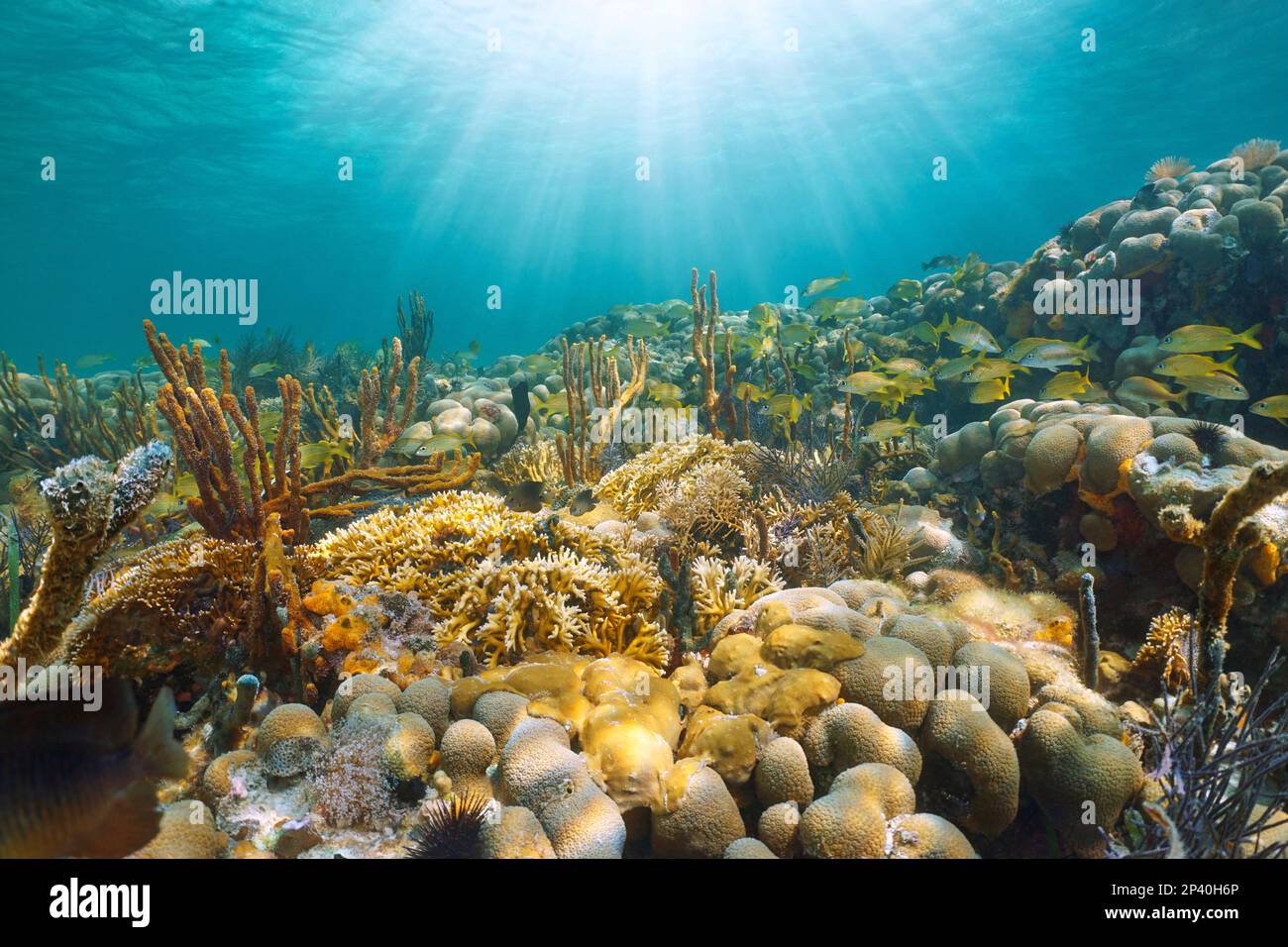 Soleil sous l'eau dans un récif de corail avec poissons tropicaux, mer des Caraïbes, Mexique Banque D'Images