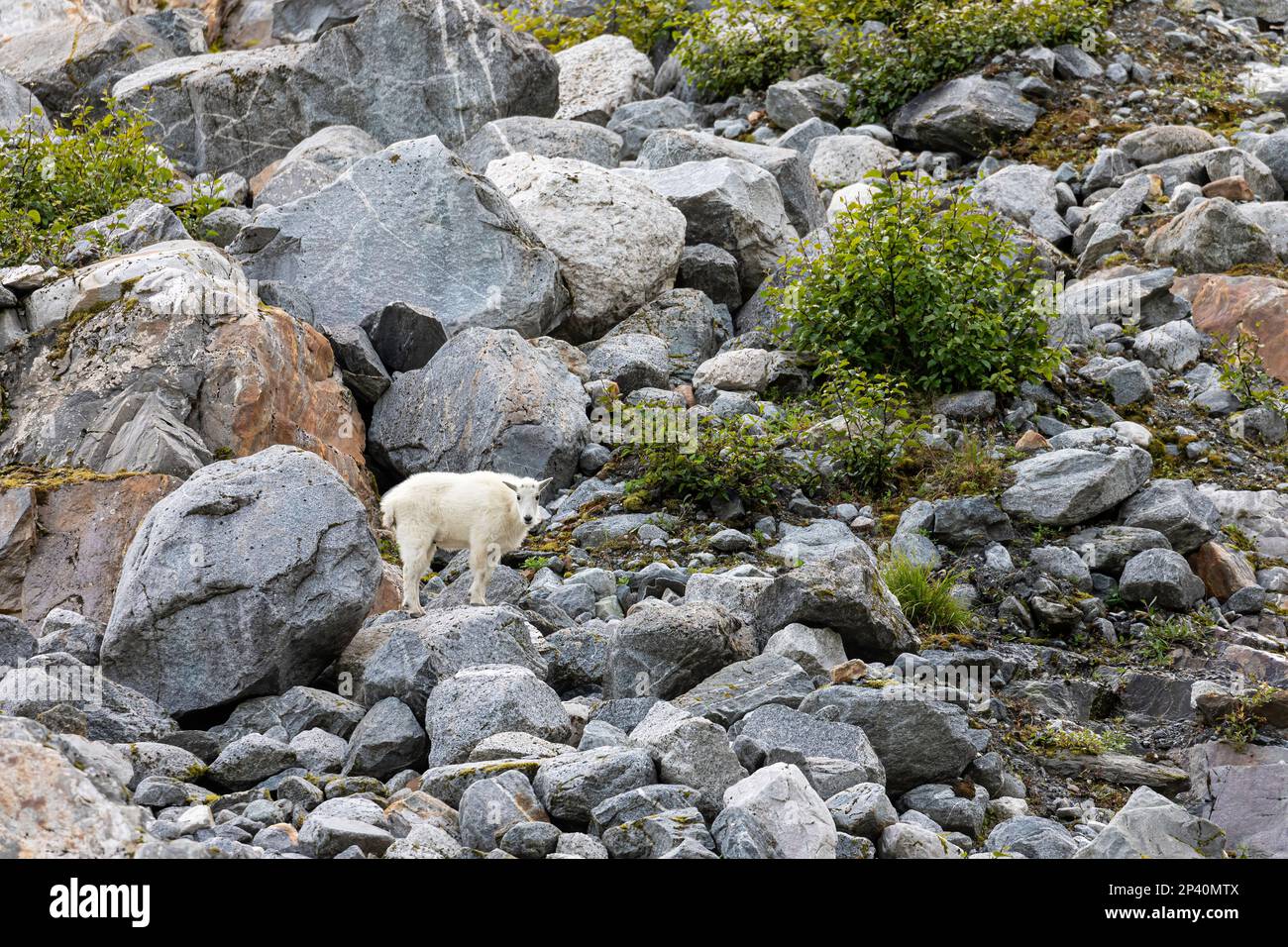Chèvre de montagne adulte, Oreamnos americanus, au glacier South Sawyer de Tracy Arm, dans le sud-est de l'Alaska, États-Unis. Banque D'Images