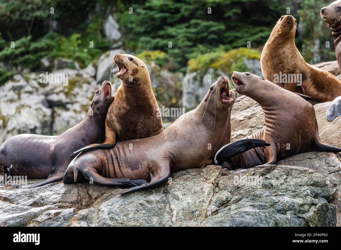 Les lions de mer de Steller, Eumetopias jubatus, ont traîné sur les rochers des îles Iniennes, dans le sud-est de l'Alaska, aux États-Unis. Banque D'Images