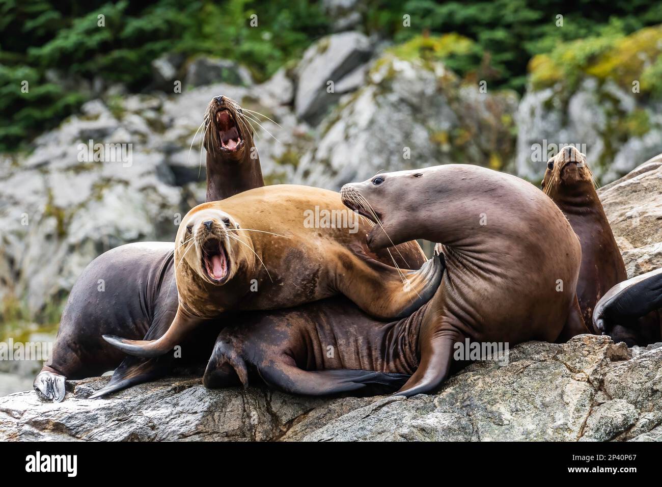 Les lions de mer de Steller, Eumetopias jubatus, ont traîné sur les rochers des îles Iniennes, dans le sud-est de l'Alaska, aux États-Unis. Banque D'Images