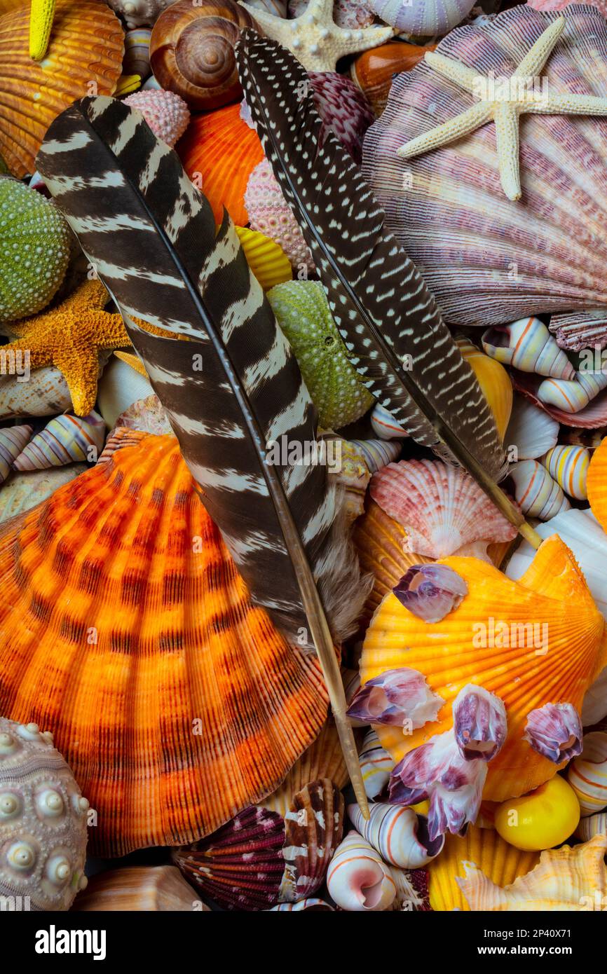 Plumes et coquillages encore la vie Banque D'Images