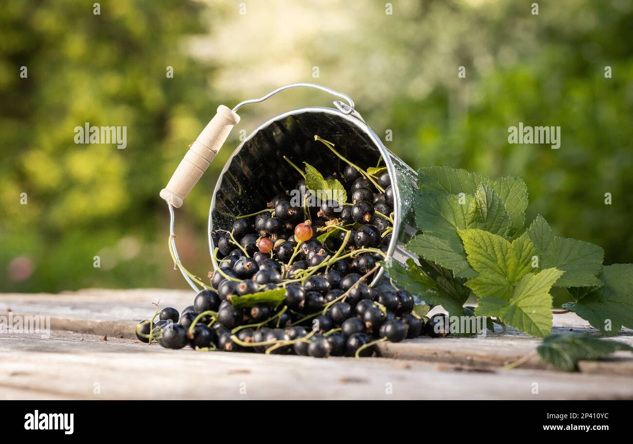 Groseille noire. Fruits frais dans le jardin Banque D'Images