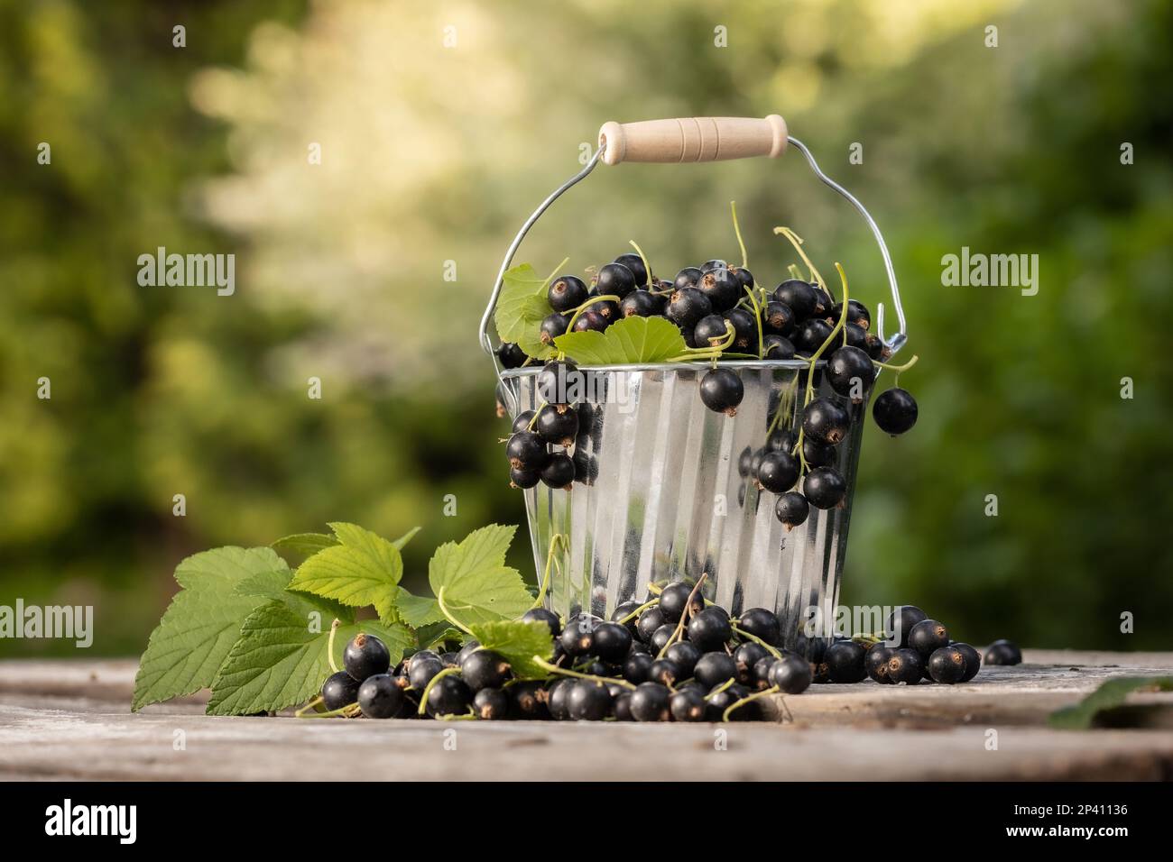 Groseille noire. Fruits frais dans le jardin Banque D'Images