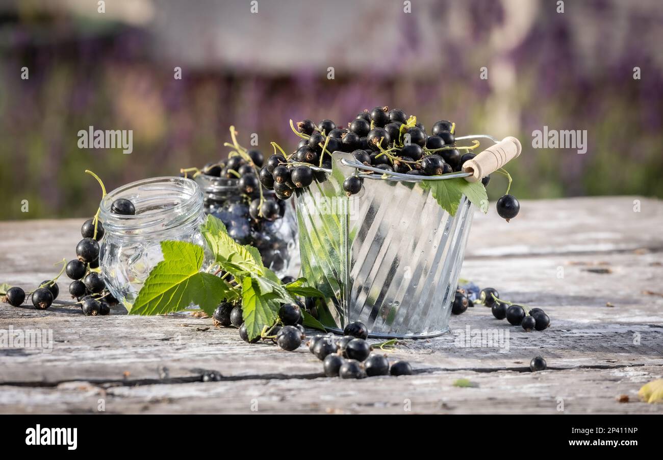 Groseille noire. Fruits frais dans le jardin Banque D'Images