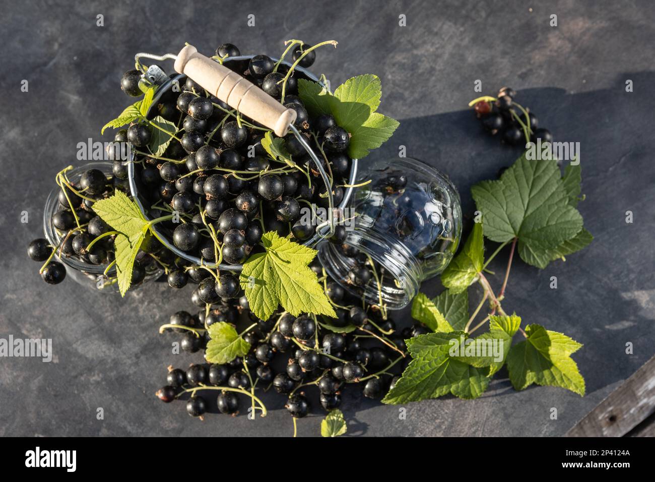 Groseille noire. Fruits frais dans le jardin Banque D'Images Groseille noire. Fruits frais dans le jardin Banque D'Images