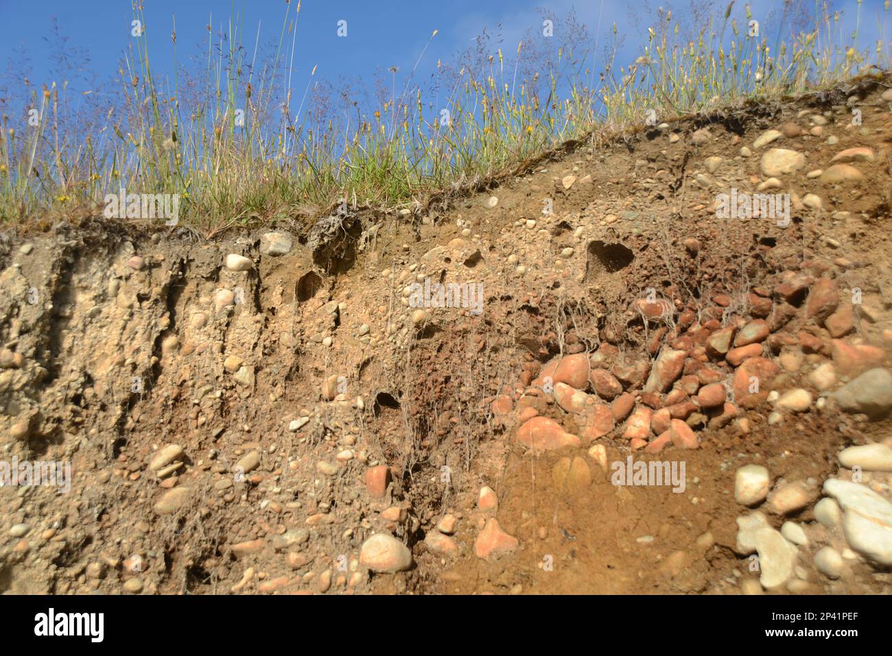 Une coupe révèle la structure du sol sur une ferme près du lac Brunner, sur la côte ouest, en Nouvelle-Zélande Banque D'Images