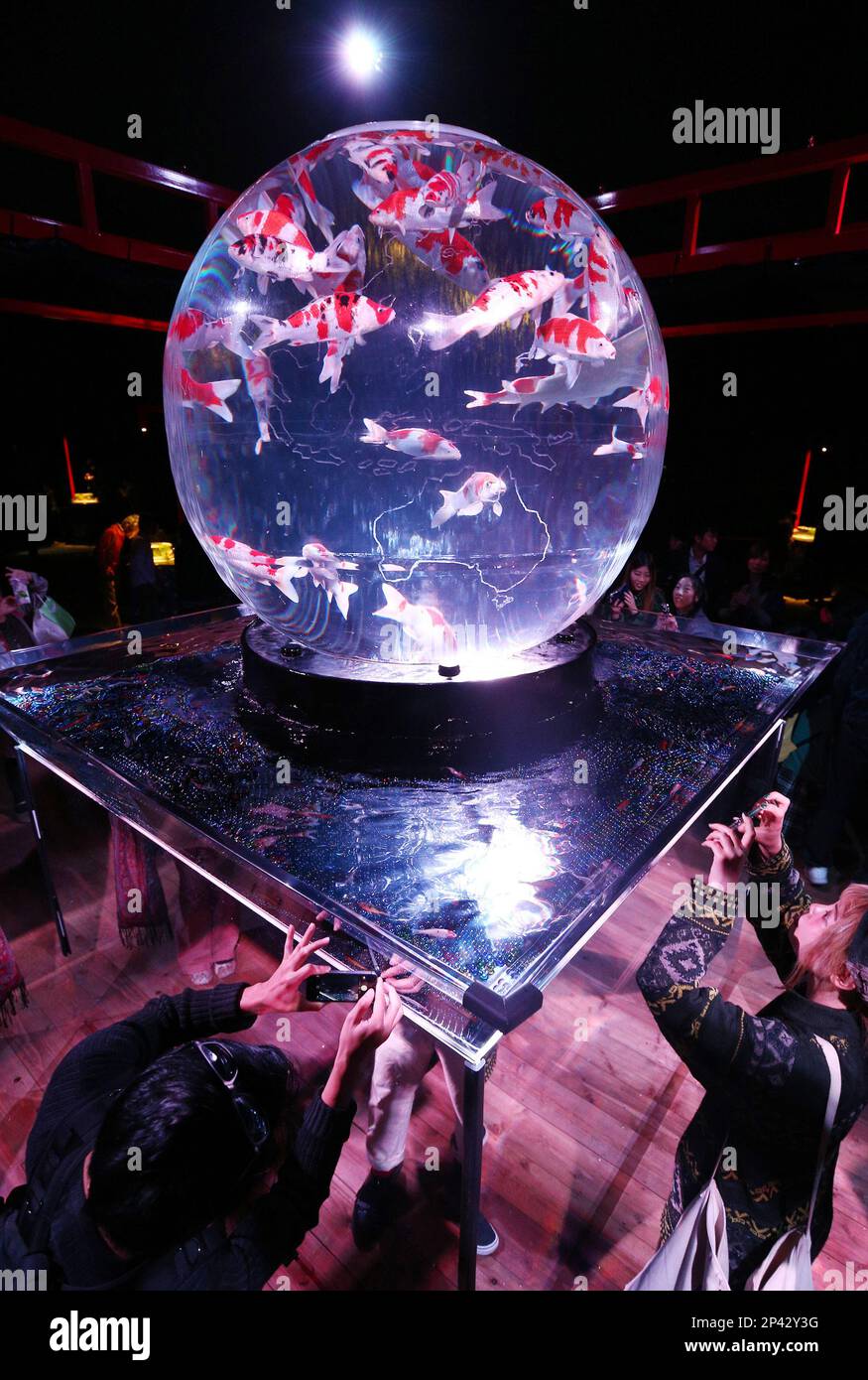 Visitors admire a group of goldfish swimming in a giant fish bowl during the Art Aquarium at Nijo Castle, a World Heritage site in Nakagyo, Kyoto on Oct. 24, 2014. The event was held to commemorate the 20th anniversary of the World Heritage designation. The art show wil run through December 14th. ( The Yomiuri Shimbun via AP Images ) Banque D'Images