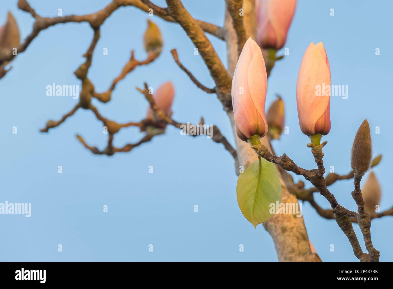 soucoupe magnolia fleur bourgeons sur l'arbre avec au printemps à l'extérieur Banque D'Images