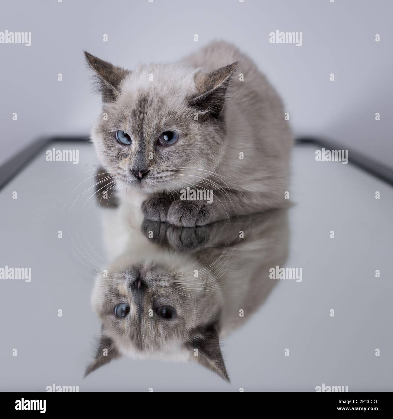 Un joli chaton se forme sur un miroir qui reflète son image Banque D'Images