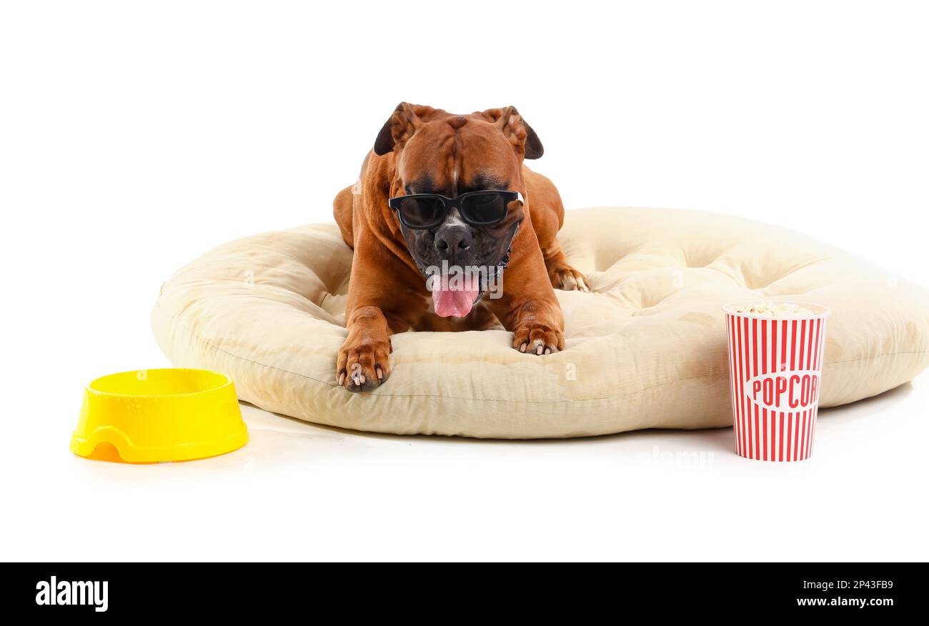 Chien drôle Boxer avec 3D verres, pop-corn et bol dans un lit pour animaux sur fond blanc Banque D'Images