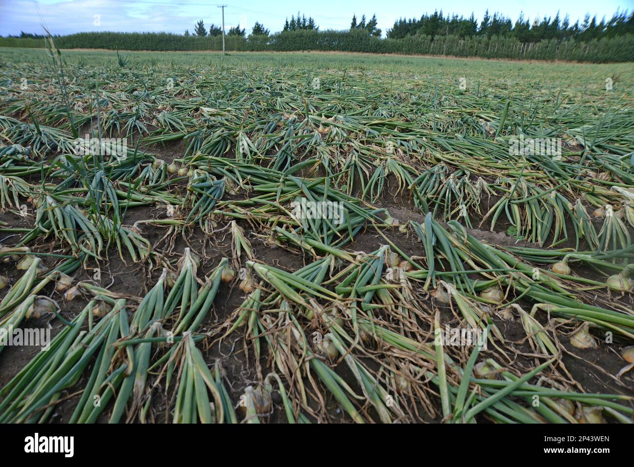 Un champ d'oignons bruns attend la récolte sur les plaines de Canterbury, île du Sud, Nouvelle-Zélande Banque D'Images