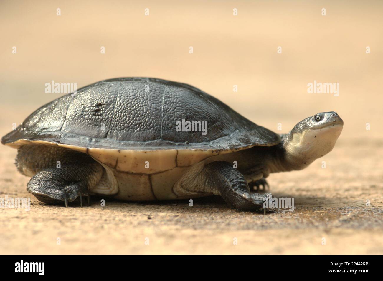 Une espèce rare et menacée de tortue d'eau douce, la tortue endémique à col serpent (Chelodina mccordi) de l'île de Rote, en danger critique d'extinction, est photographiée dans un établissement de reproduction ex situ autorisé à Jakarta, en Indonésie. Banque D'Images