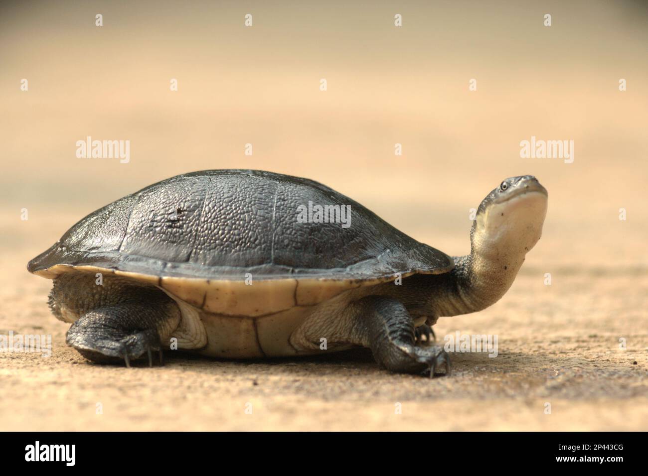 Une espèce rare et menacée de tortue d'eau douce, la tortue endémique à col serpent (Chelodina mccordi) de l'île de Rote, en danger critique d'extinction, est photographiée dans un établissement de reproduction ex situ autorisé à Jakarta, en Indonésie. Banque D'Images