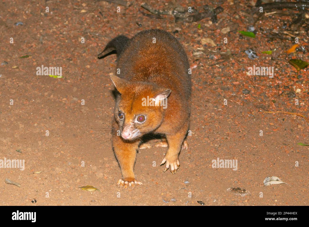 Le pupilles communes (Trichosurus vulpecula) fourragent au sol la nuit, Atherton Tablelands, Far North Queensland, FNQ, QLD, Australie Banque D'Images