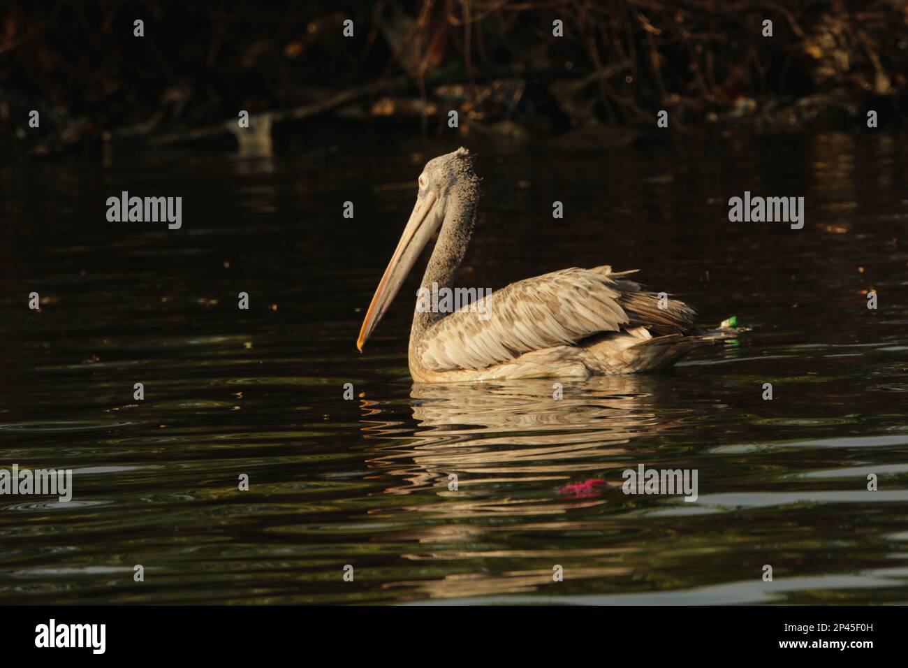 Sri Lankan Birds in the Wild, visitez le Sri Lanka. Banque D'Images