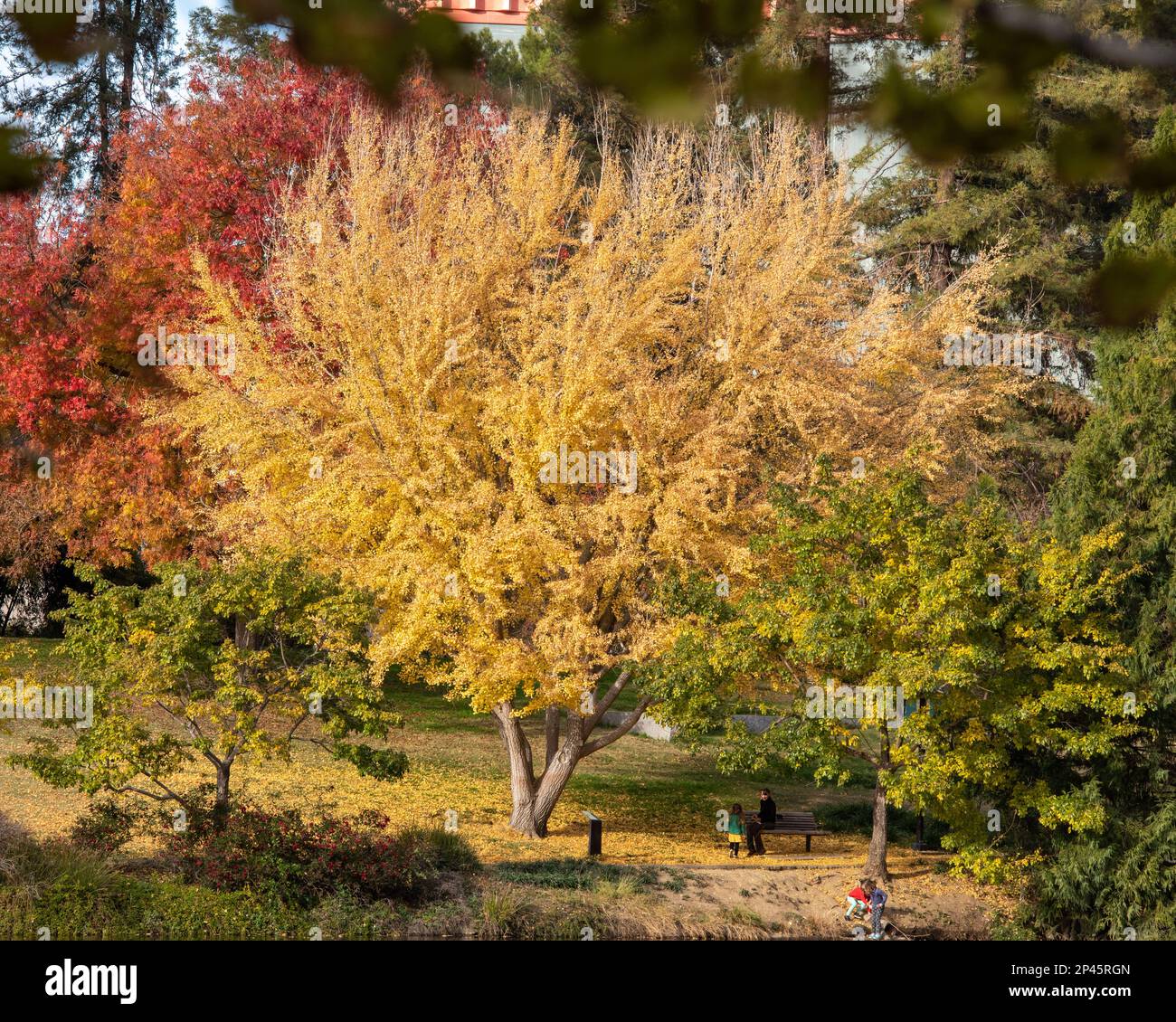 Davis, Californie, États-Unis. 25 novembre 2022. Une femme et un enfant apprécient les couleurs de l'automne au banc d'arboretum UC Davis Banque D'Images