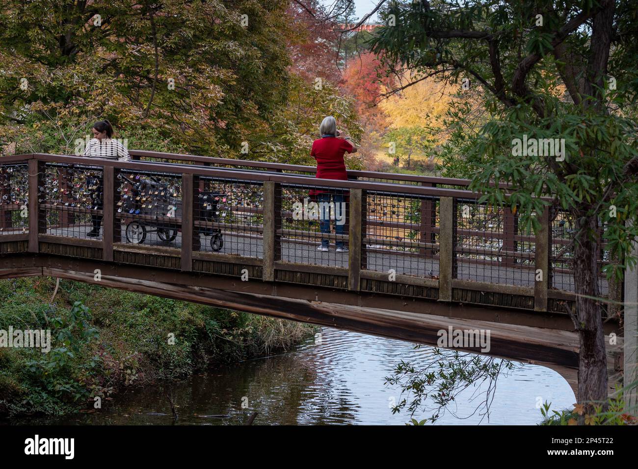 Davis, Californie, États-Unis. 25 novembre 2022. Le public apprécie les couleurs d'automne à un pont de l'arboretum UC Davis au-dessus du lac Spafford Banque D'Images