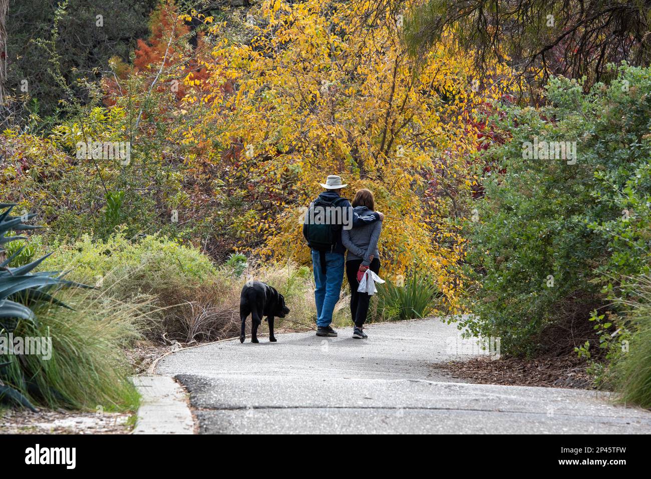 Davis, Californie, États-Unis. 25 novembre 2022. Un couple et un chien marchent parmi les couleurs d'automne du chemin de l'arboretum UC Davis Banque D'Images