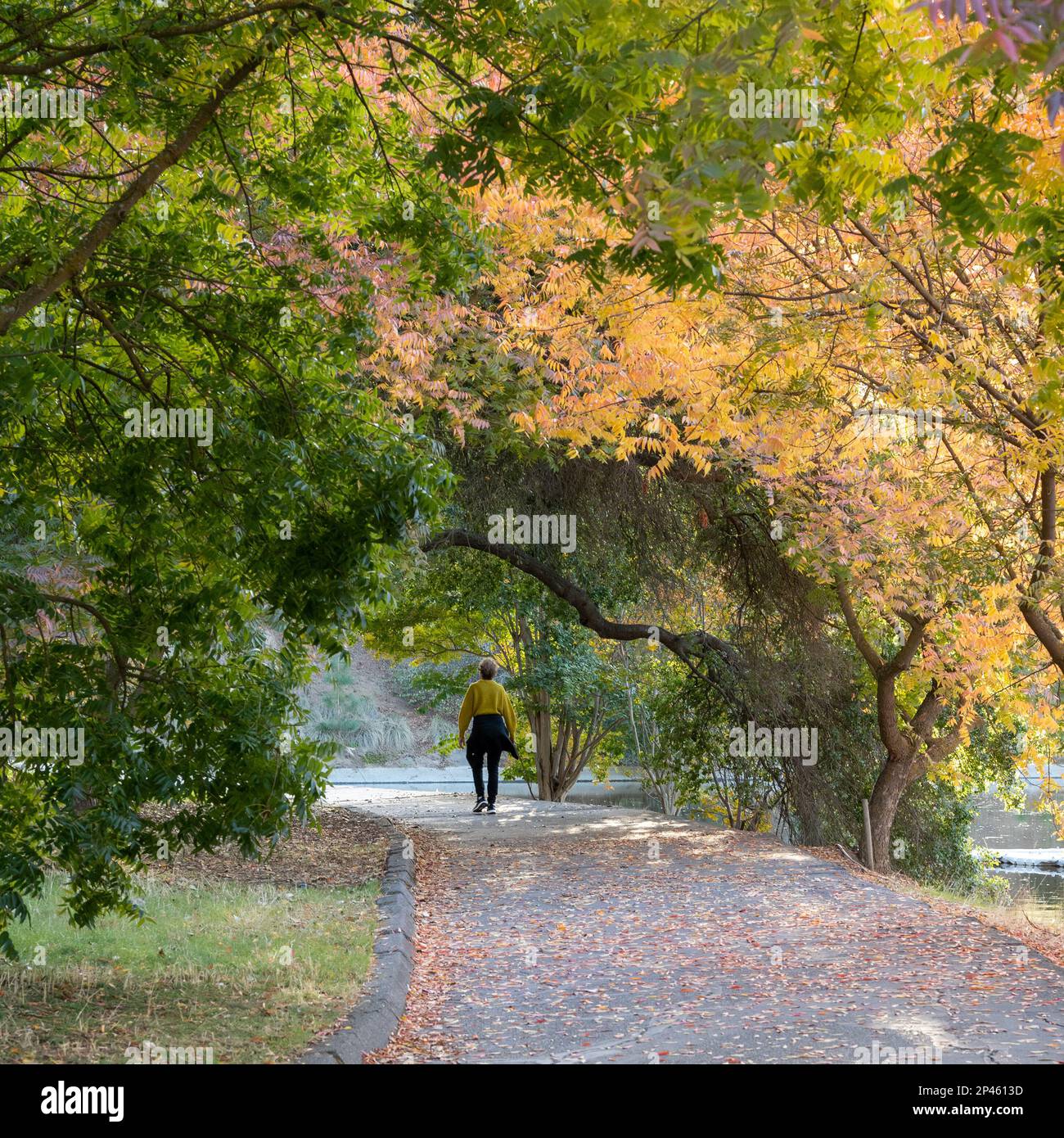 Davis, Californie, États-Unis. 06 novembre 2022. Une femme âgée marchant avec elle à la caméra sur un chemin de l'Arboretum UC Davis en automne Banque D'Images
