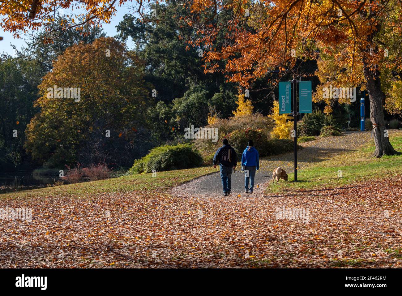 Davis, Californie, États-Unis. 26 novembre 2022. Un couple et un chien marchent parmi les couleurs d'automne de l'arboretum UC Davis par le lac Spafford Banque D'Images