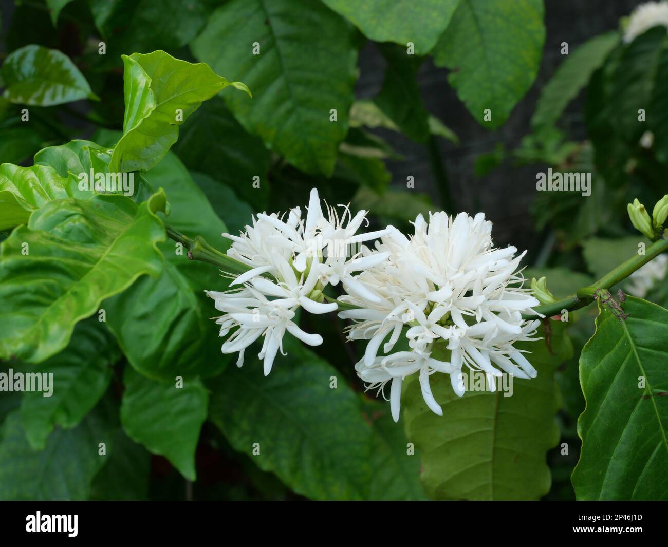 Café Robusta fleuri sur une plante arborescente avec feuille verte et couleur noire en arrière-plan. Pétales et étamines blanches de fleurs en fleurs Banque D'Images
