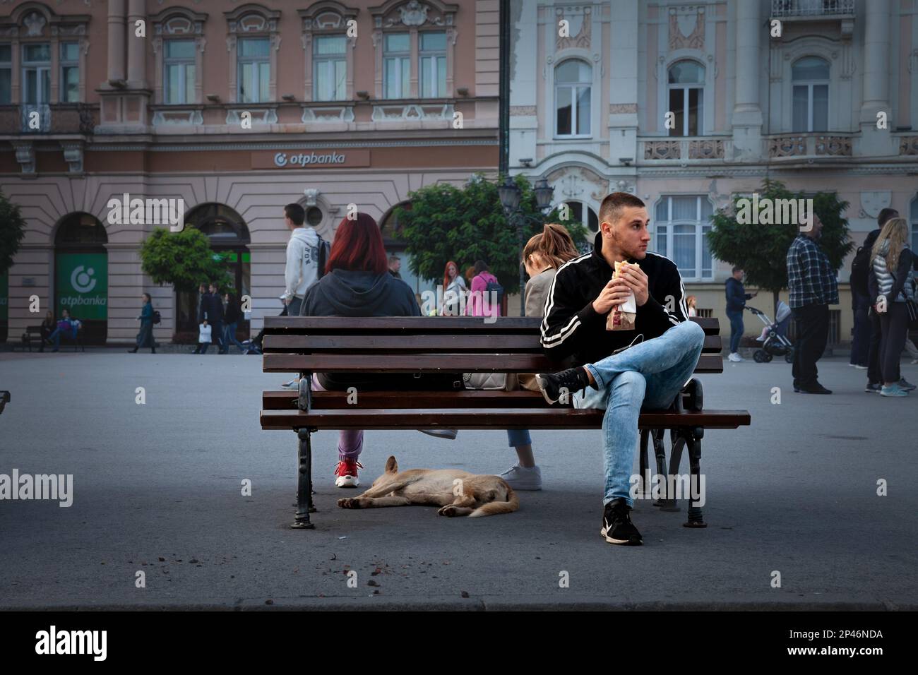 Photo de la place centrale de novi Sad, Serbie, appelée Trg Slobode, avec un homme mangeant un sandwich sur un banc au-dessus d'un chien errant serbe, une lutalica, Banque D'Images