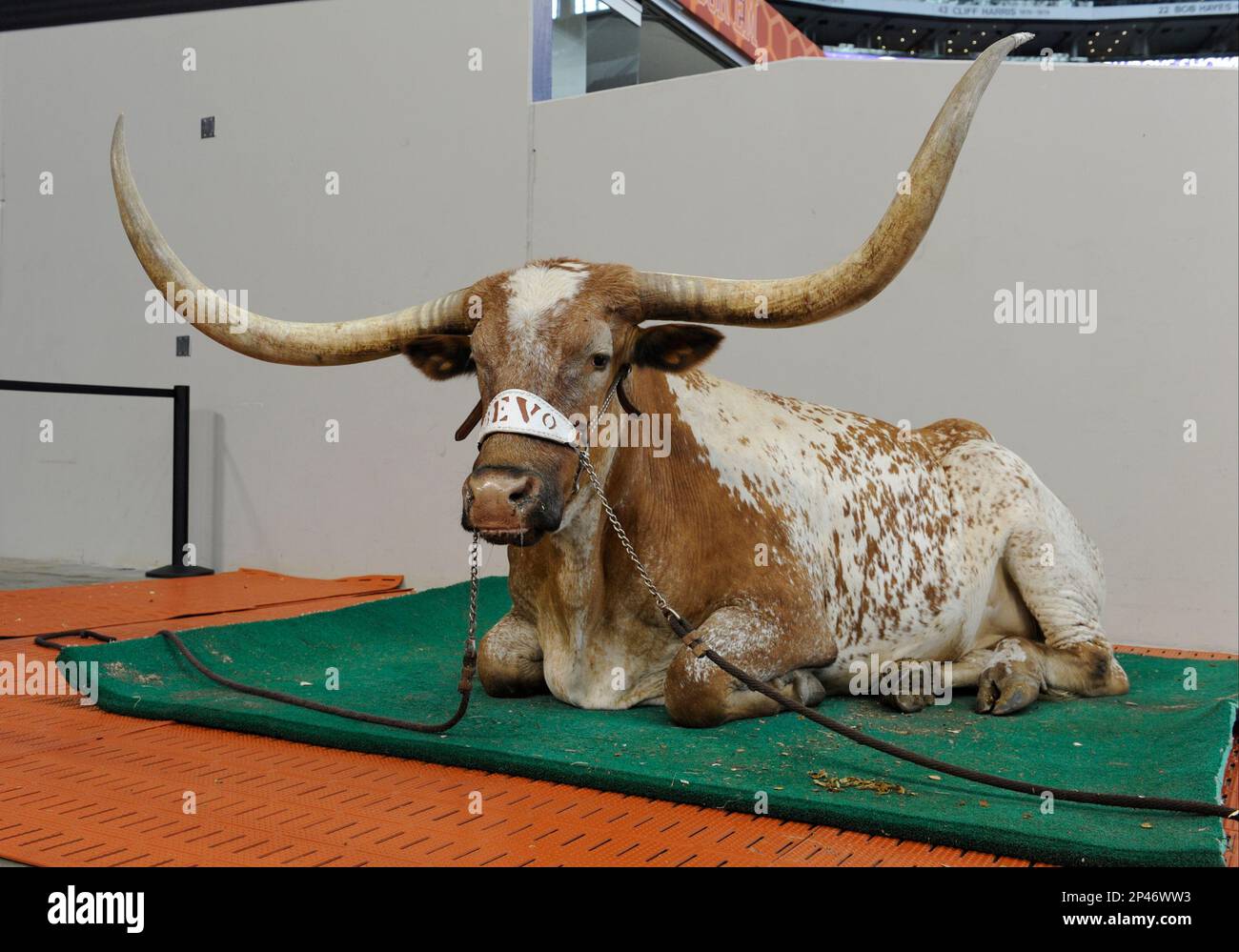 September 13, 2014: Bevo XIV sits before an NCAA Advocare Cowboys Showdown Football game between the UCLA Bruins and the University of Texas Longhorns at AT&T Stadium in Arlington, TX (Cal Sport Media via AP Images) Banque D'Images
