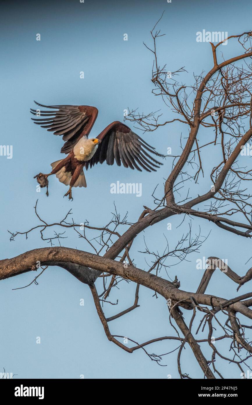 Afrique, Botswana, delta de l'Okavango, réserve de Khwai. Un aigle à poisson africain prend le vol avec des proies dans ses talons. Banque D'Images