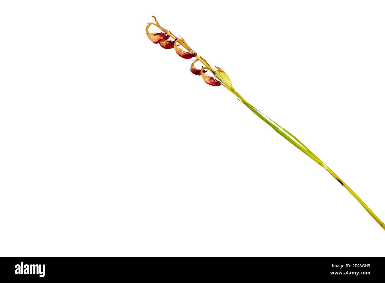 Gladiolus fleur tige sèche avec arrière-plan avec espace de copie Banque D'Images
