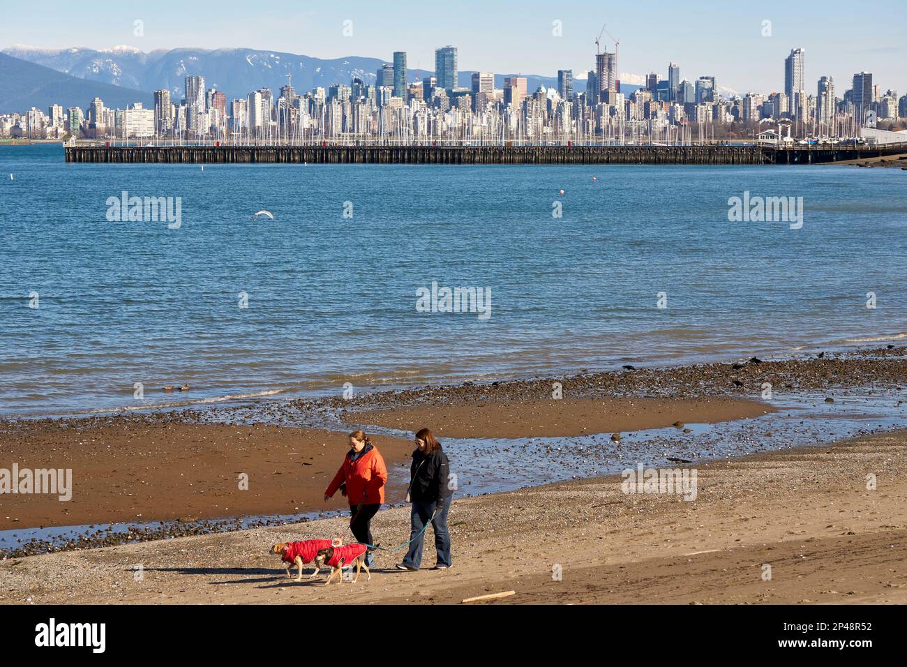 Deux femmes marchant leurs chiens sur la plage de Jericho en hiver avec la ville en arrière-plan, Vancouver, C.-B., Canada Banque D'Images