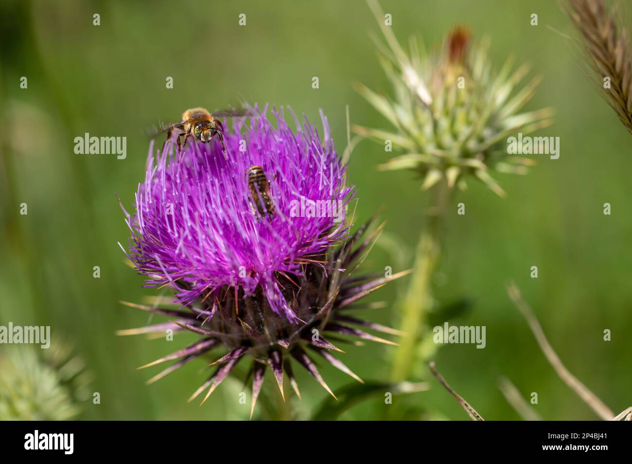 bumblebee sur fleur, concept de la nature Banque D'Images