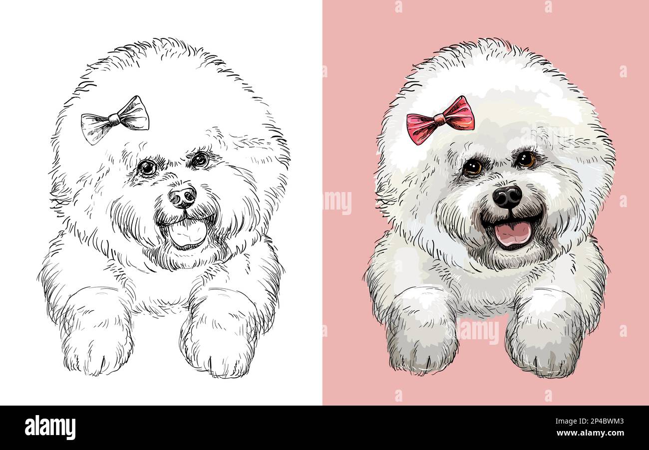 Tête réaliste du chien Bichon Frise. Illustration vectorielle noire et blanche et colorée isolée du chien. Pour la décoration, le livre de coloriage, le design, l'impression, le bon de commande Illustration de Vecteur