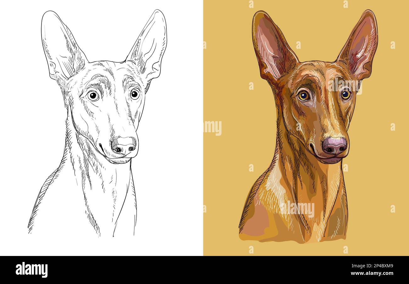 Tête réaliste de chien Pharaon. Illustration vectorielle noire et blanche et colorée isolée du chien. Pour la décoration, le livre de coloriage, le design, l'impression, les affiches Illustration de Vecteur