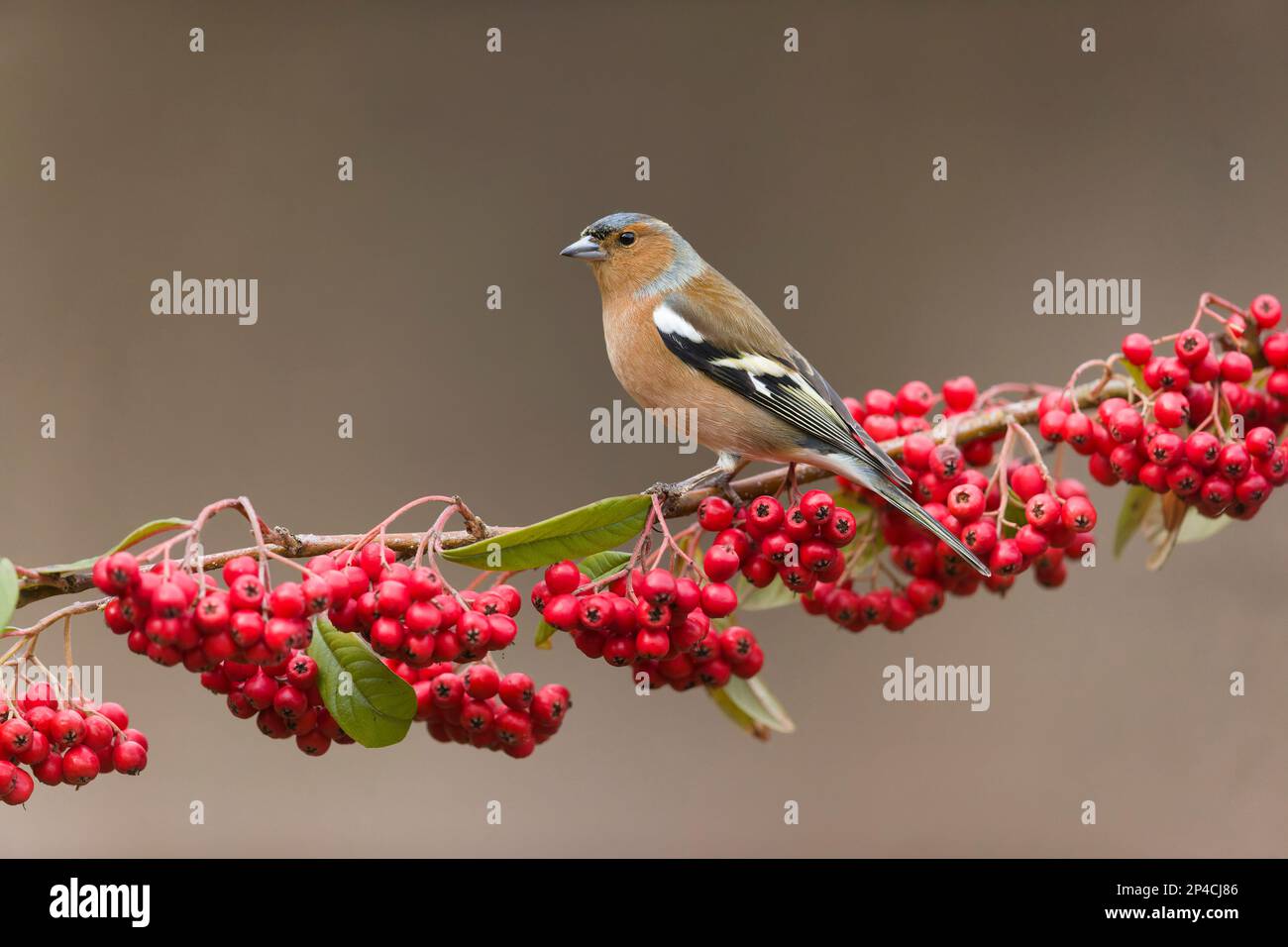 Coelebs de Fragilla, mâle adulte perchée sur une branche de cotoneaster avec baies, Suffolk, Angleterre, mars Banque D'Images