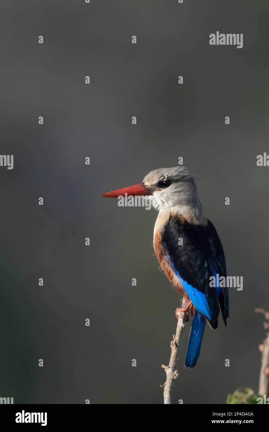 pécheur à tête grise perching, Halcyon leucocephala Banque D'Images