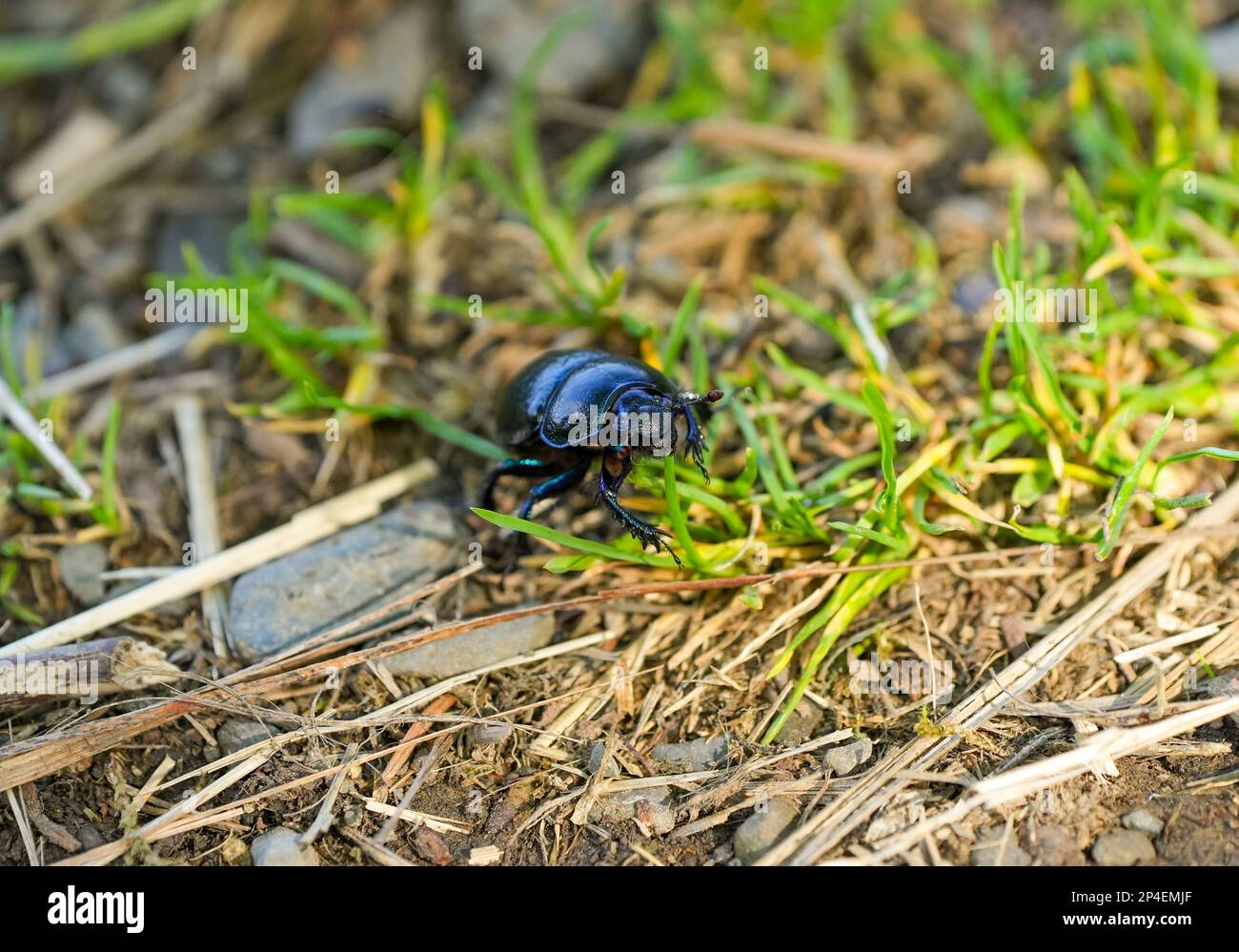 Dung scarabée dans l'environnement naturel. Banque D'Images