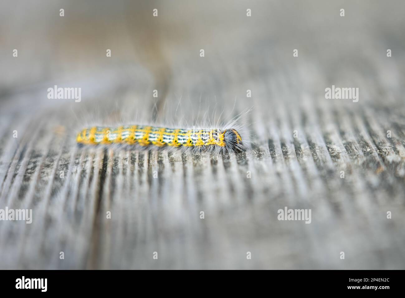 Bout à buff Caterpillar. Phalera bucephala. Gros plan sur les insectes. Moth de la famille Notodontidae. Banque D'Images