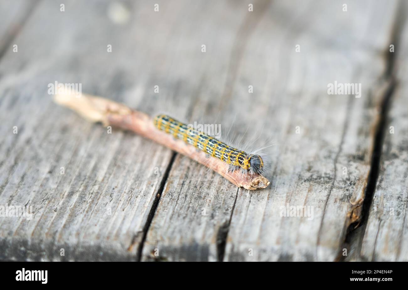 Bout à buff Caterpillar. Phalera bucephala. Gros plan sur les insectes. Moth de la famille Notodontidae. Banque D'Images