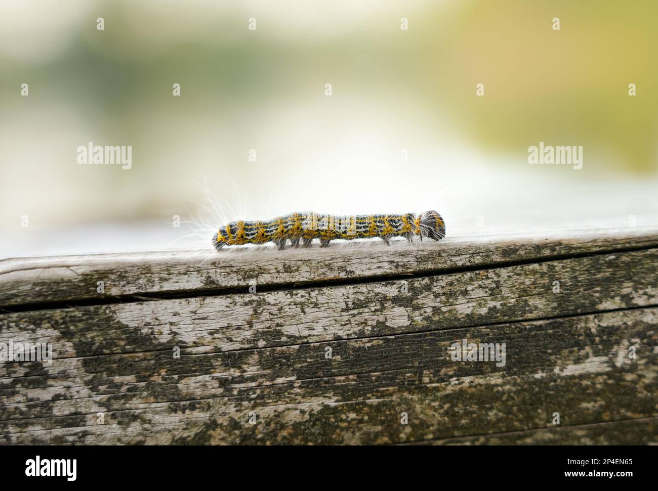 Bout à buff Caterpillar. Phalera bucephala. Gros plan sur les insectes. Moth de la famille Notodontidae. Banque D'Images