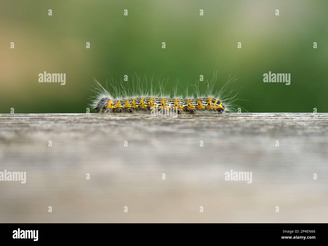 Bout à buff Caterpillar. Phalera bucephala. Gros plan sur les insectes. Moth de la famille Notodontidae. Banque D'Images