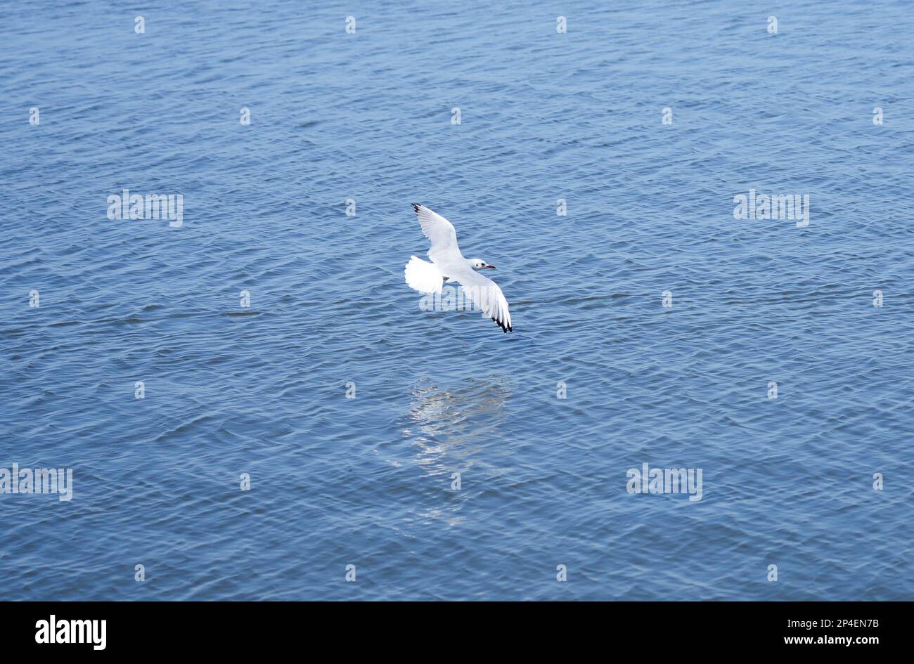 Volant au Steinhuder Meer. Oiseau d'eau. Larinae. Banque D'Images