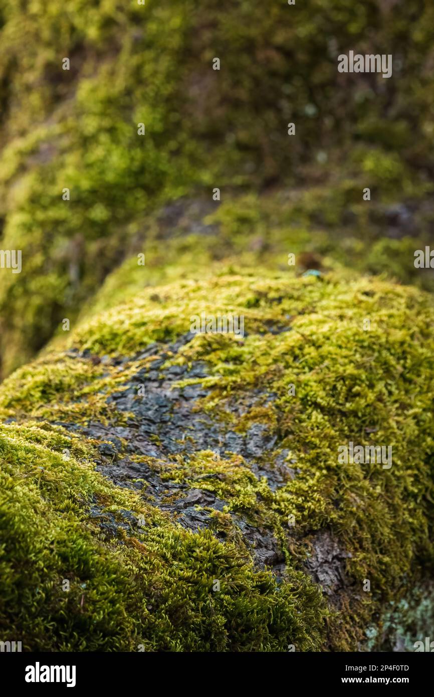 Mousse verte poussant sur une ancienne branche d'arbre, foyer sélectif Banque D'Images