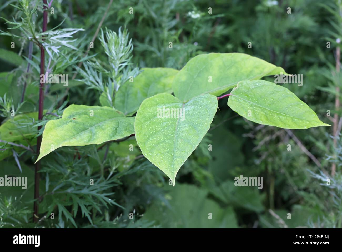Knotweed japonais, Reynoutria japonica, également connu sous le nom de bambou américain, de nouweed asiatique ou de beauté cramoisi, plante envahissante higjly de Finlande Banque D'Images