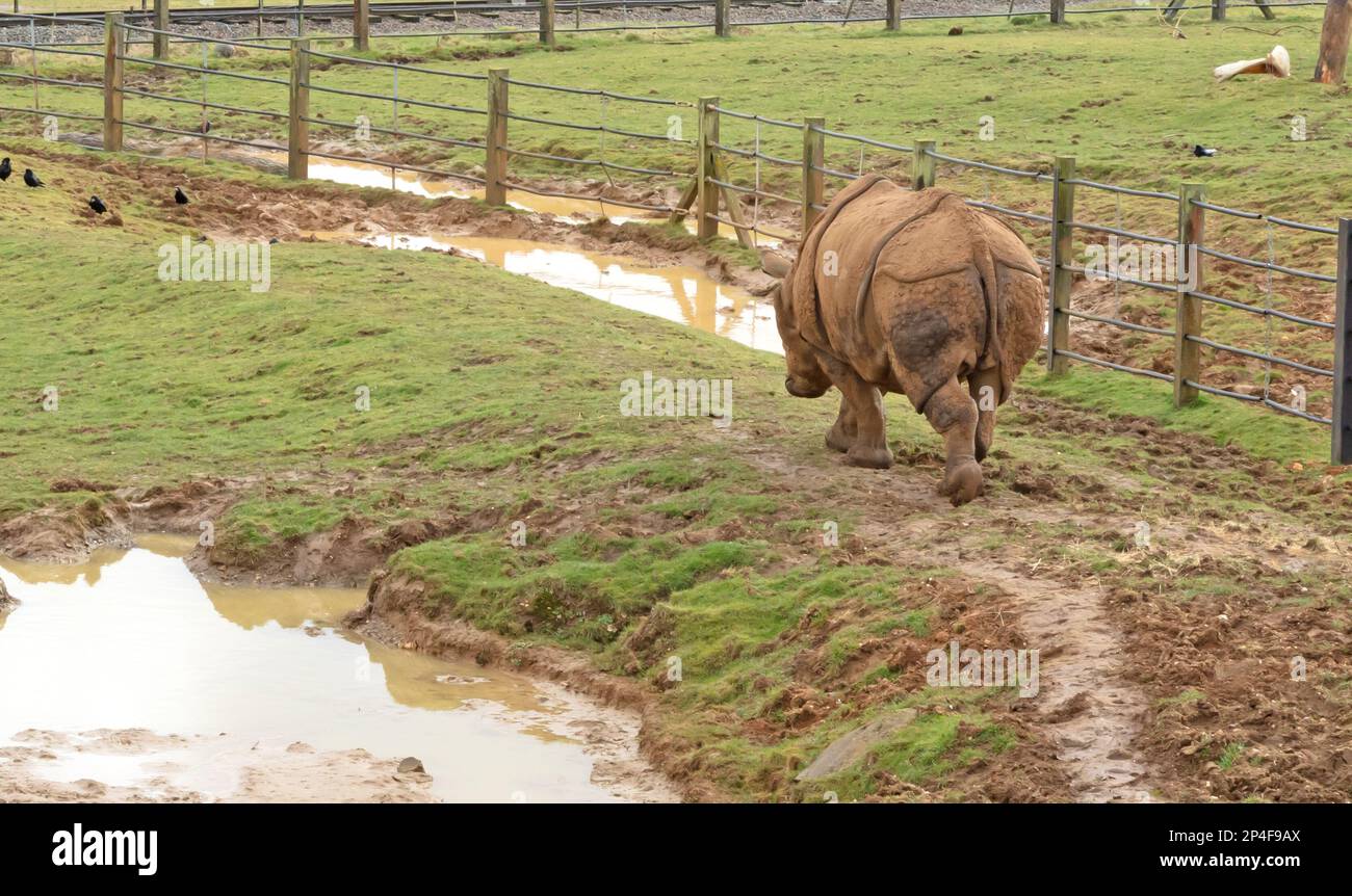 Plus grand rhinocéros à une cornée en captivité, champ humide Banque D'Images