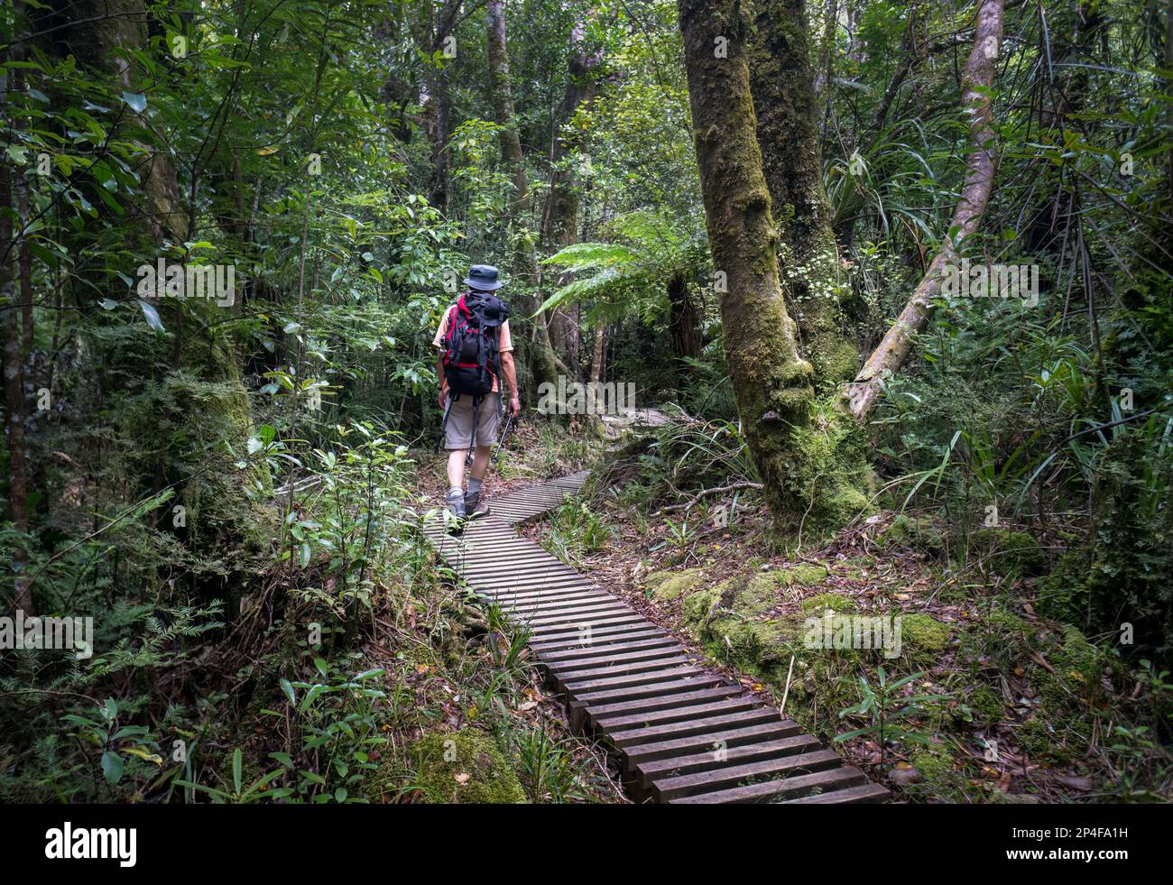 Randonnée dans la forêt verdoyante de Pouakai Crossing, parc national d'Egmont. Taranaki. Banque D'Images