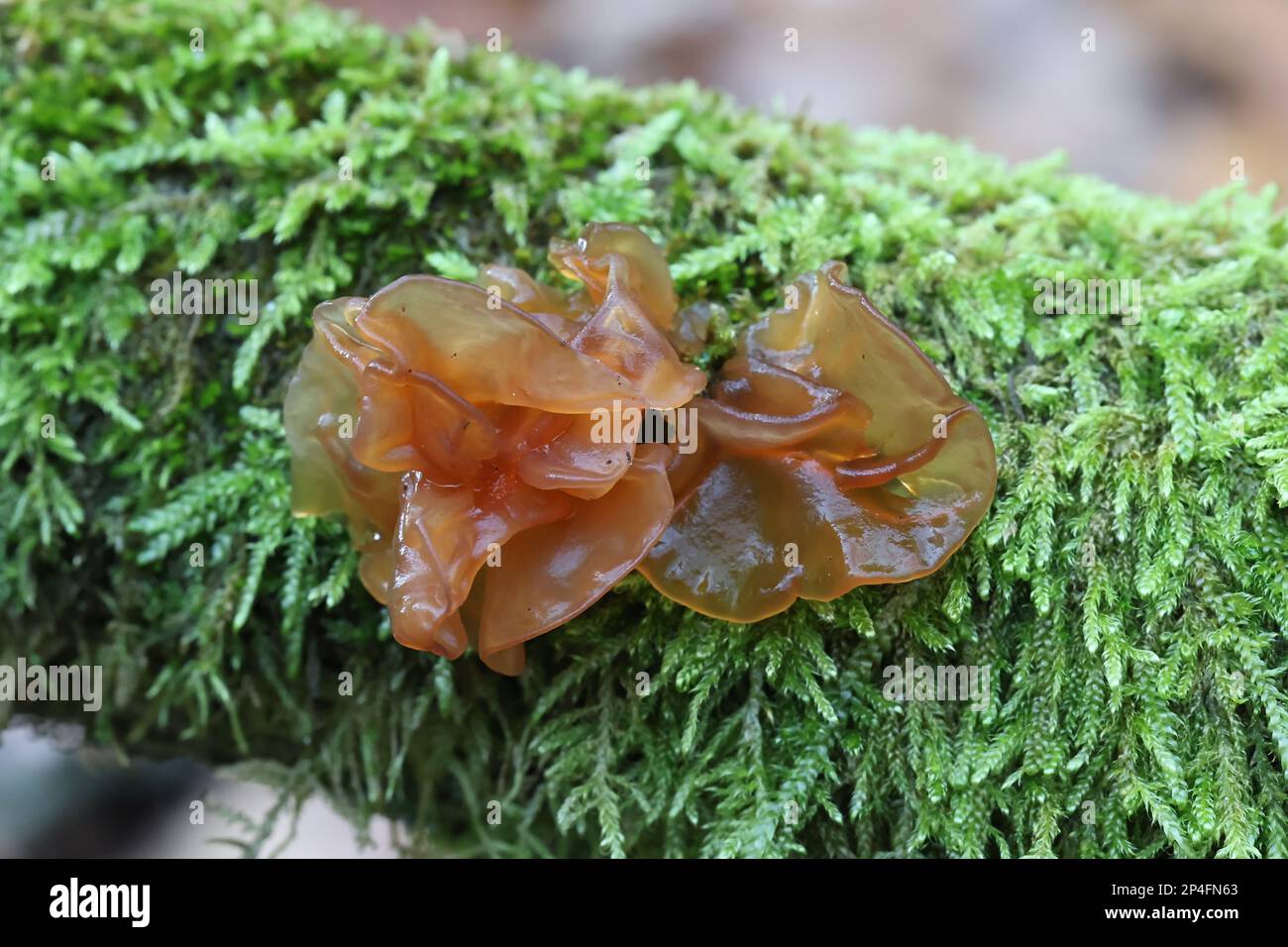 Phaeotremella frondosa, connue sous le nom de cerveau à feuilles, de feuille de gelée ou de beurre de sorcière brune, champignon sauvage de Finlande Banque D'Images