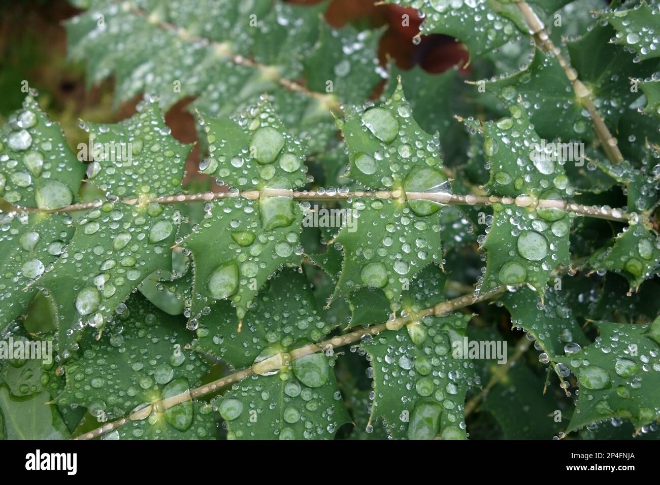 Mahonia, Mahonia x media, soleil d'hiver, gouttes d'eau de pluie jointes sur les feuilles hydrofuges d'un arbuste de jardin en automne Banque D'Images